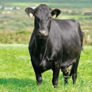 Kerry Cattle